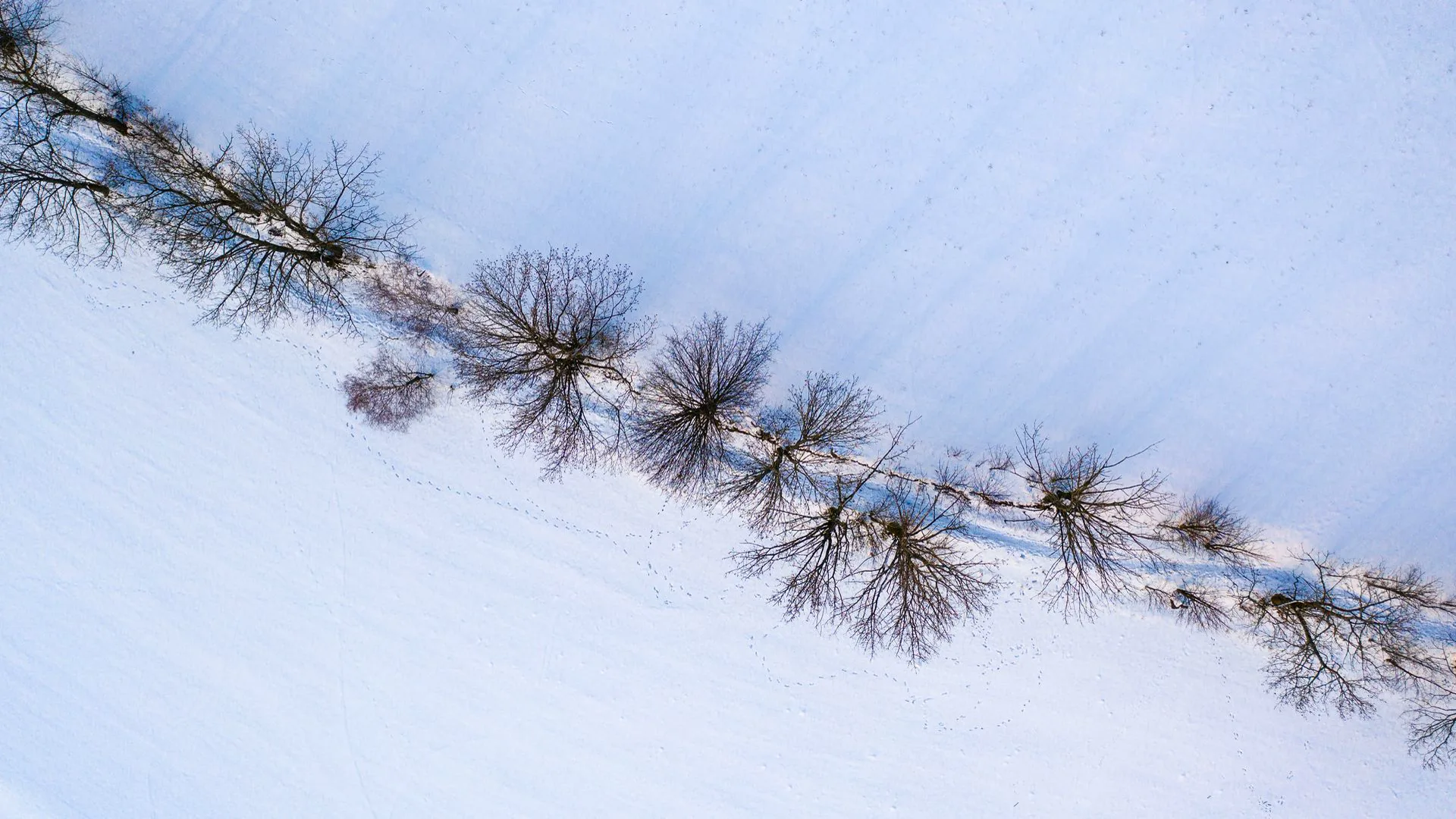 Řada stromů ve sněhu shora (foto z dronu)
